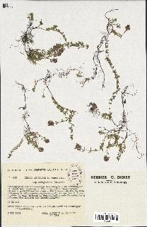 spécimen de Thymus serpyllum