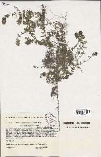 spécimen de Thymus serpyllum