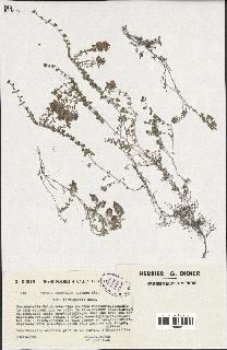 spécimen de Thymus serpyllum