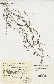 spécimen de Thymus serpyllum