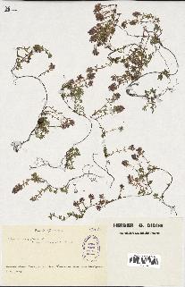 spécimen de Thymus serpyllum