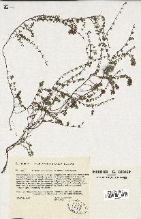 spécimen de Thymus serpyllum