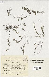 spécimen de Thymus serpyllum