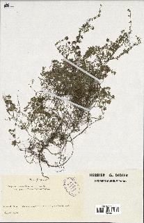 spécimen de Thymus serpyllum