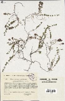 spécimen de Thymus serpyllum