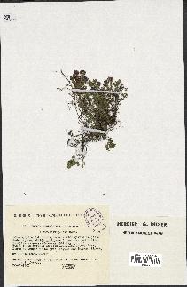 spécimen de Thymus serpyllum
