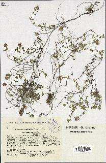 spécimen de Thymus serpyllum