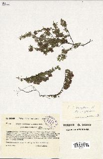 spécimen de Thymus serpyllum