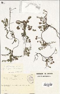 spécimen de Thymus serpyllum