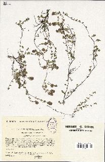 spécimen de Thymus serpyllum