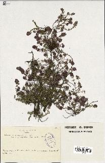 spécimen de Thymus serpyllum