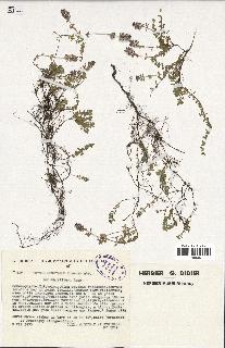 spécimen de Thymus serpyllum