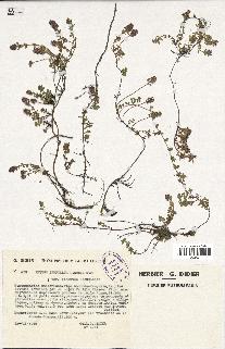 spécimen de Thymus serpyllum