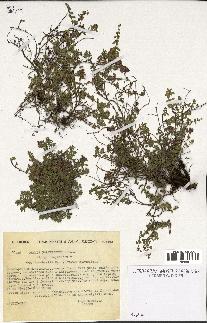 spécimen de Thymus polytrichus