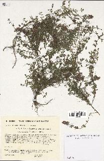 spécimen de Thymus polytrichus