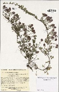 spécimen de Thymus polytrichus