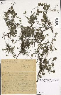 spécimen de Thymus serpyllum