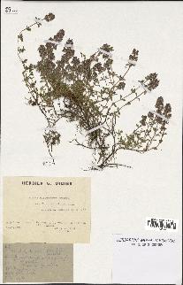 spécimen de Thymus polytrichus