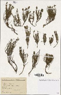 spécimen de Thymus zygis