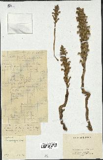 spécimen de Orobanche mutelii