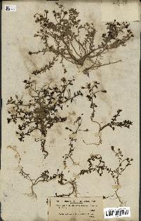 spécimen de Linaria pedunculata
