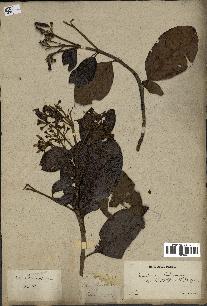 spécimen de Cinchona officinalis