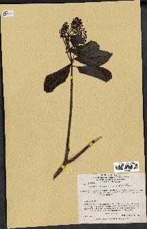 spécimen de Cinchona officinalis