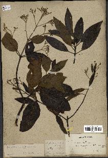 spécimen de Cinchona officinalis