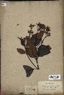 spécimen de Cinchona officinalis