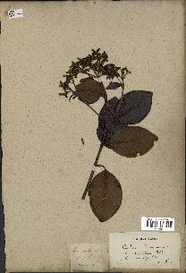 spécimen de Cinchona officinalis
