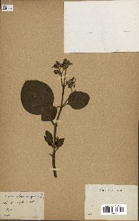 spécimen de Cinchona officinalis