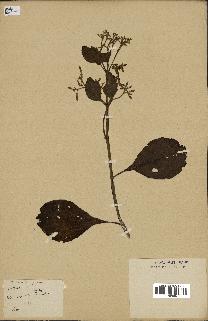 spécimen de Cinchona officinalis
