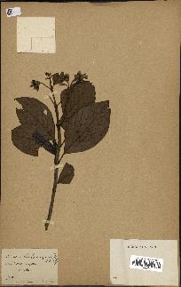 spécimen de Cinchona officinalis