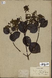 spécimen de Cinchona officinalis