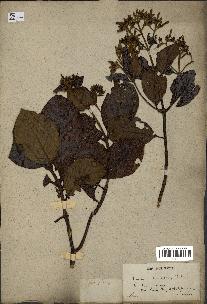 spécimen de Cinchona officinalis