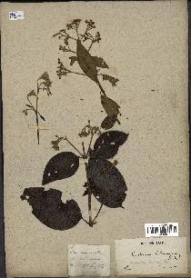 spécimen de Cinchona officinalis