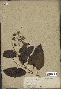 spécimen de Cinchona officinalis