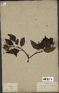 spécimen de Cinchona officinalis