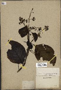 spécimen de Cinchona officinalis