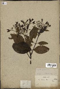 spécimen de Cinchona officinalis