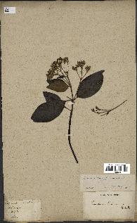spécimen de Cinchona officinalis