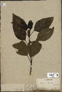 spécimen de Cinchona officinalis