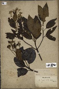 spécimen de Cinchona officinalis