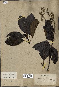 spécimen de Cinchona officinalis