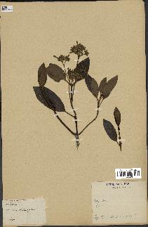spécimen de Cinchona officinalis