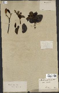 spécimen de Cinchona officinalis