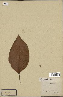 spécimen de Cinchona officinalis