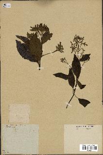 spécimen de Cinchona officinalis