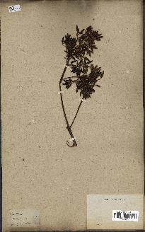 spécimen de Cinchona officinalis