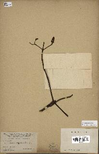 spécimen de Cinchona officinalis